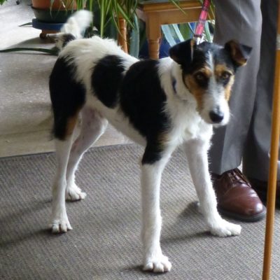 Devon Open Studios 2018 has a visiting Dog